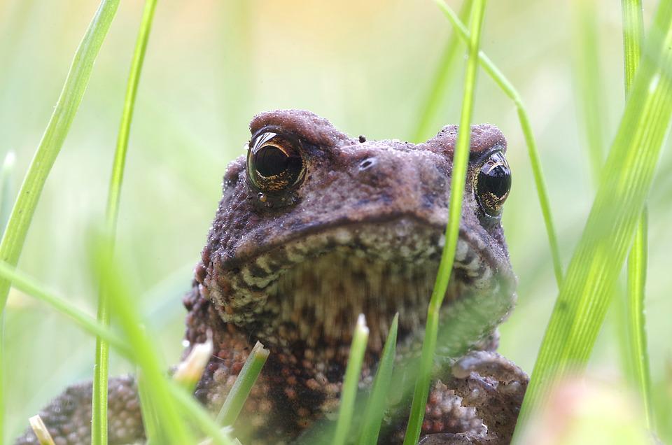 Detail Gambar Katak Muda Nomer 49