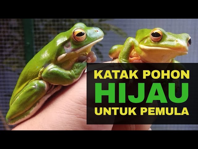 Detail Gambar Katak Pohon Nomer 23