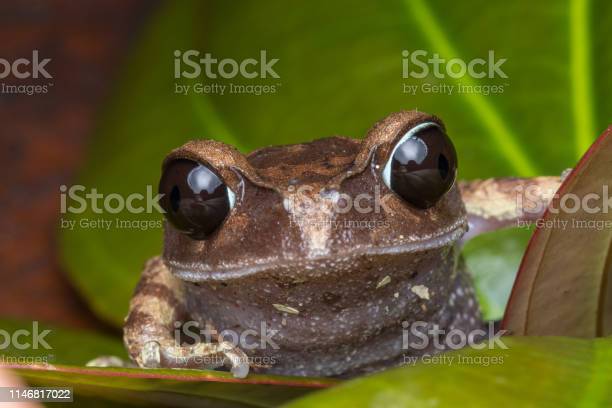 Detail Gambar Katak Pohon Nomer 28