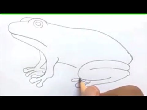 Detail Gambar Katak Sketsa Nomer 47