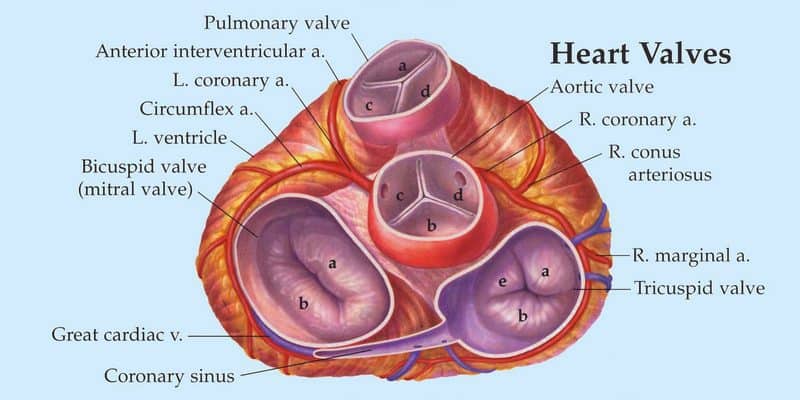 Detail Gambar Katup Jantung Nomer 31