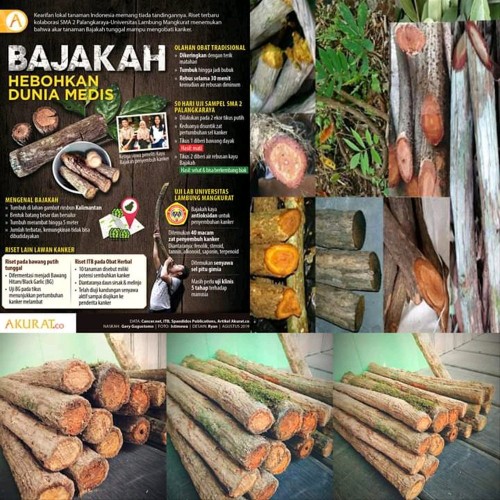 Detail Gambar Kayu Bajakah Nomer 37