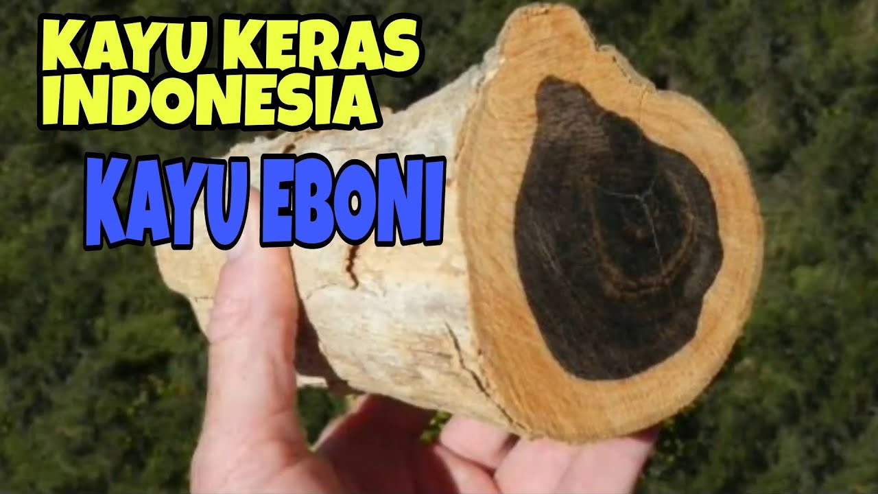 Detail Gambar Kayu Eboni Sulawesi Nomer 35