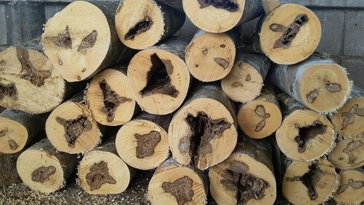 Detail Gambar Kayu Gaharu Nomer 2