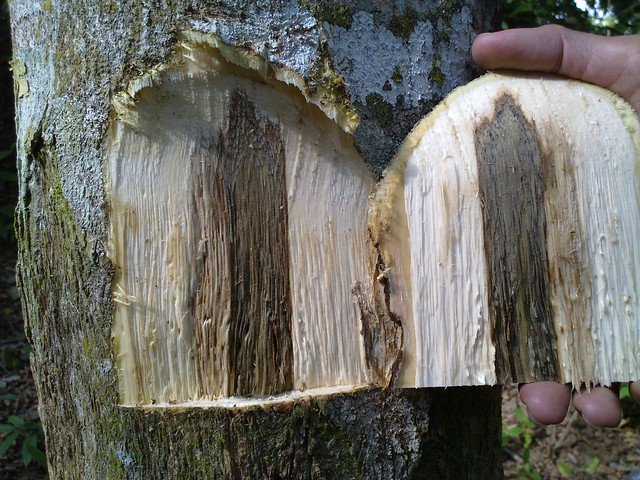 Detail Gambar Kayu Gaharu Nomer 13