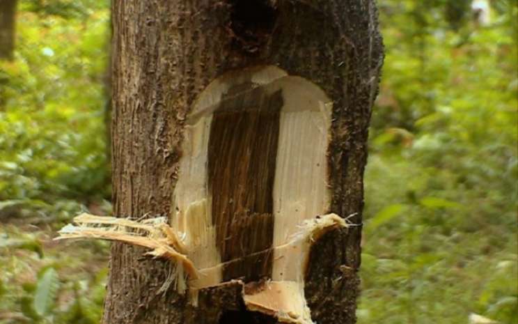Detail Gambar Kayu Gaharu Nomer 3