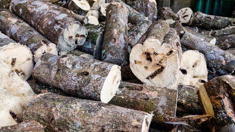 Detail Gambar Kayu Gaharu Nomer 22