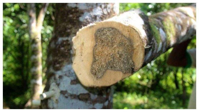 Detail Gambar Kayu Gaharu Nomer 23