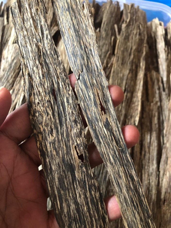 Detail Gambar Kayu Gaharu Nomer 4