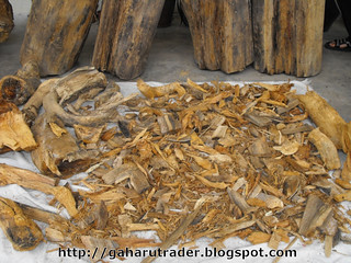 Detail Gambar Kayu Gaharu Nomer 32