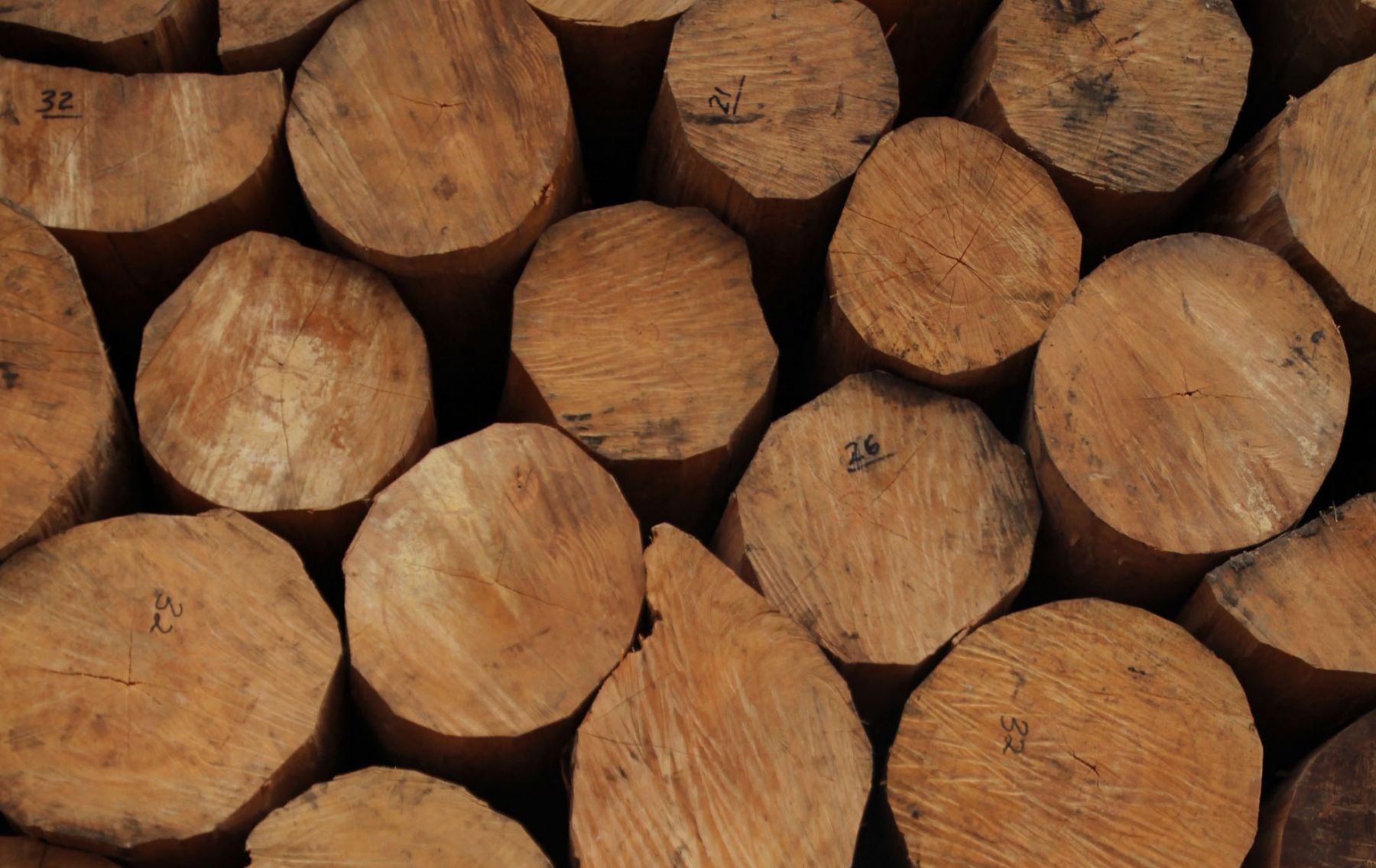 Detail Gambar Kayu Gaharu Nomer 36