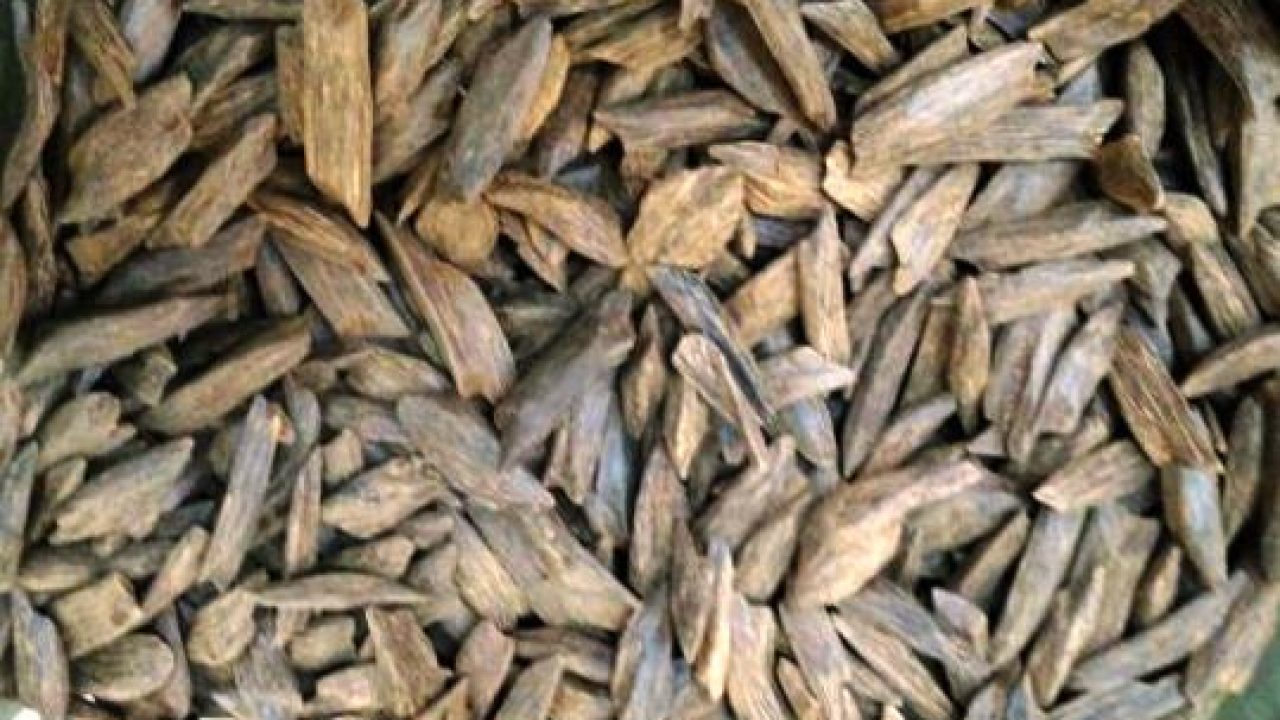 Detail Gambar Kayu Gaharu Nomer 39