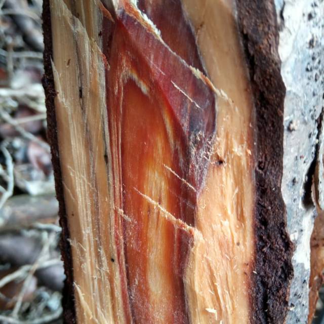 Detail Gambar Kayu Gaharu Nomer 41