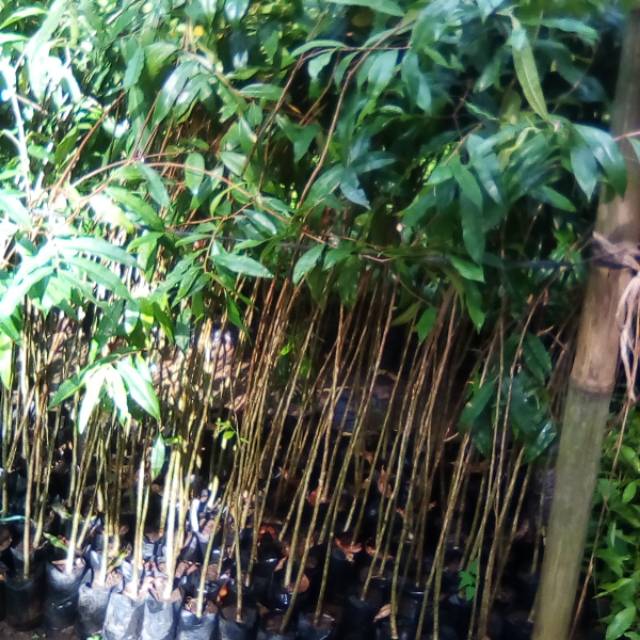 Detail Gambar Kayu Gaharu Nomer 5