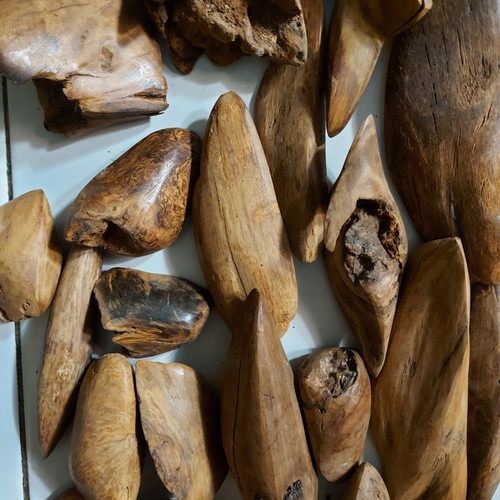 Detail Gambar Kayu Gaharu Nomer 51