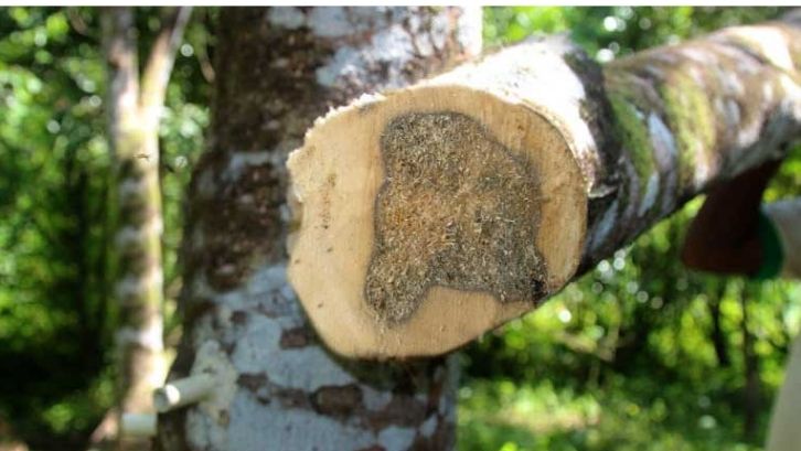 Detail Gambar Kayu Gaharu Nomer 7