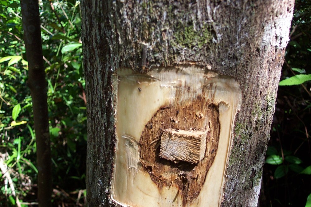 Detail Gambar Kayu Gaharu Nomer 8