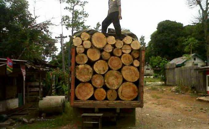 Detail Gambar Kayu Gelondongan Nomer 46