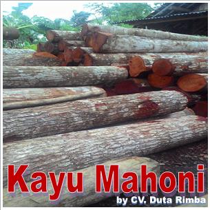 Detail Gambar Kayu Mahoni Nomer 35