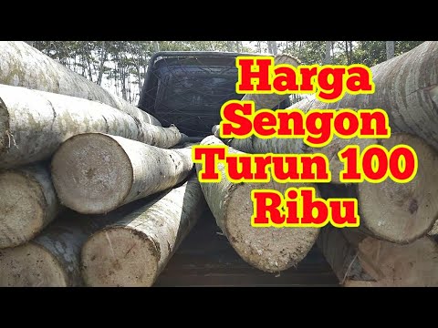 Detail Gambar Kayu Sengon Nomer 46