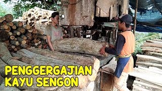 Detail Gambar Kayu Sengon Nomer 10