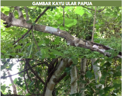 Detail Gambar Kayu Ular Papua Nomer 12