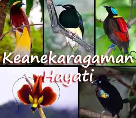 Detail Gambar Keanekaragaman Hayati Nomer 54