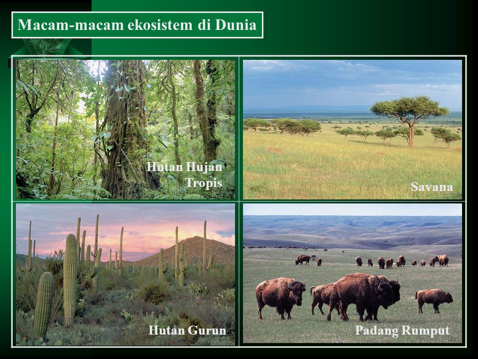 Detail Gambar Keanekaragaman Hayati Tingkat Ekosistem Nomer 23