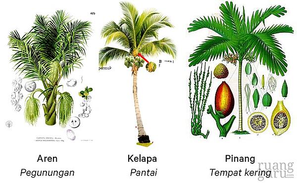 Detail Gambar Keanekaragaman Tingkat Jenis Nomer 9