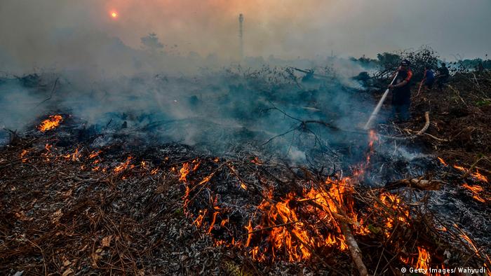 Detail Gambar Kebakaran Hutan Nomer 21