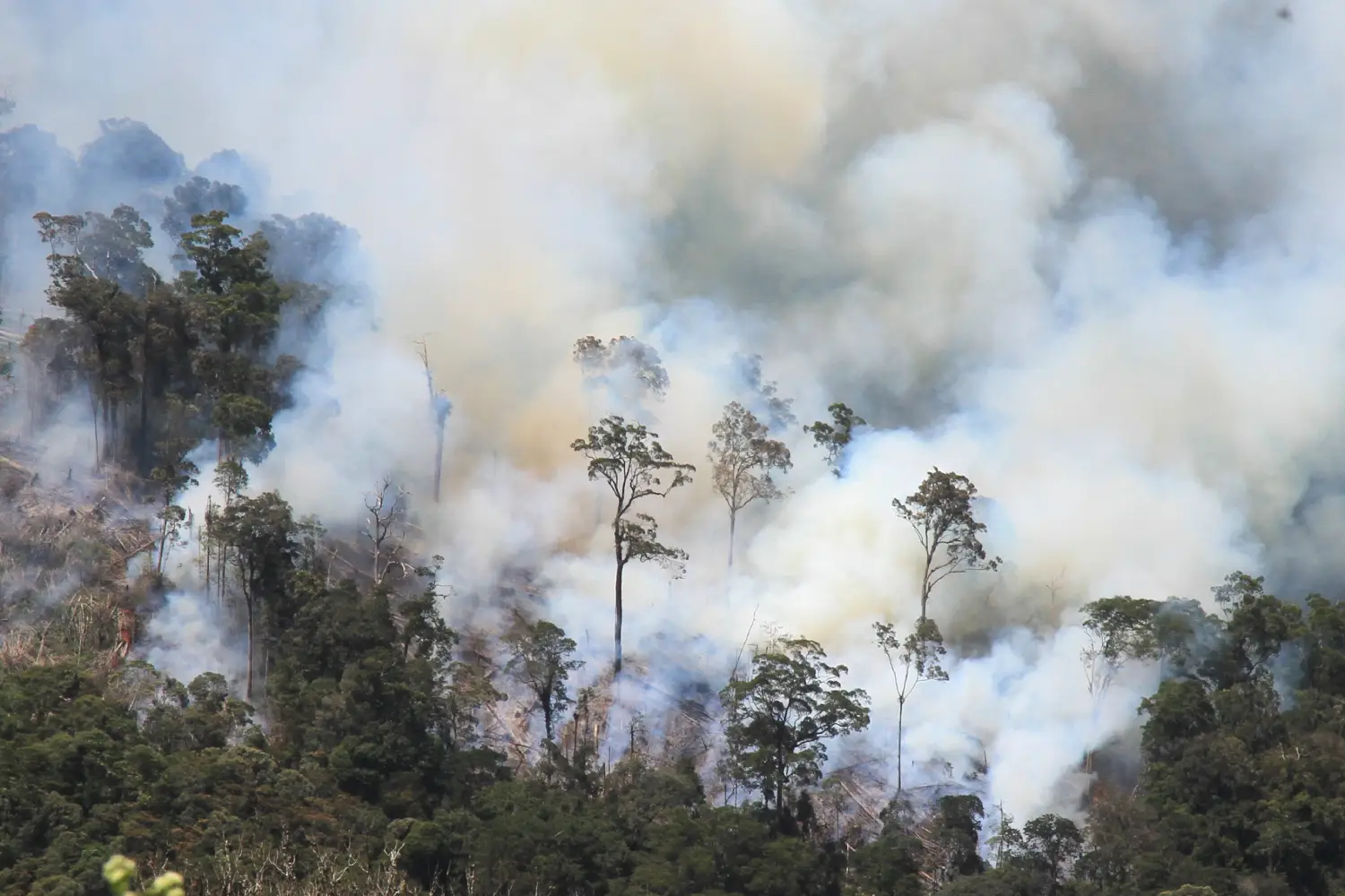 Detail Gambar Kebakaran Hutan Nomer 25