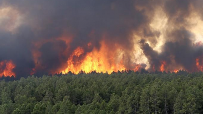 Detail Gambar Kebakaran Hutan Nomer 27