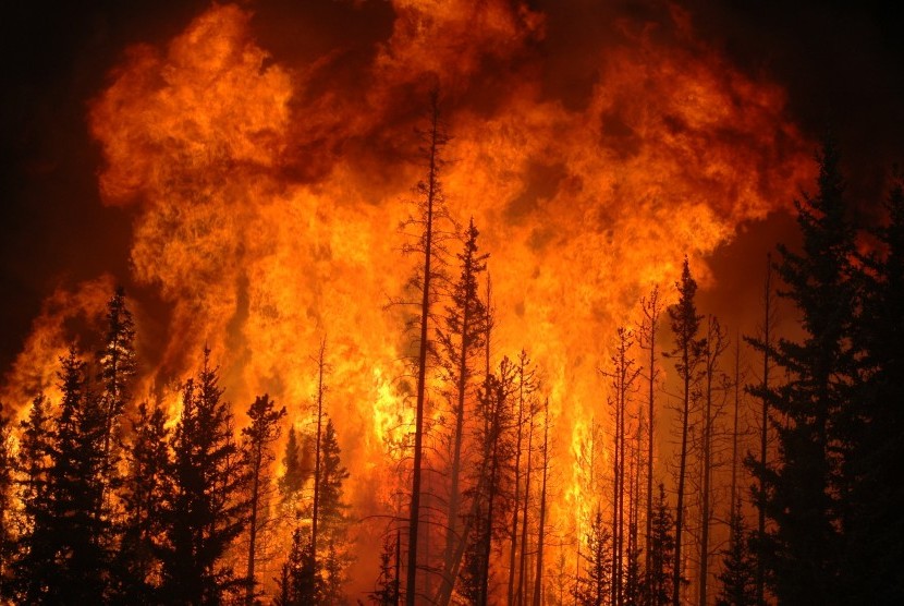 Detail Gambar Kebakaran Hutan Nomer 7