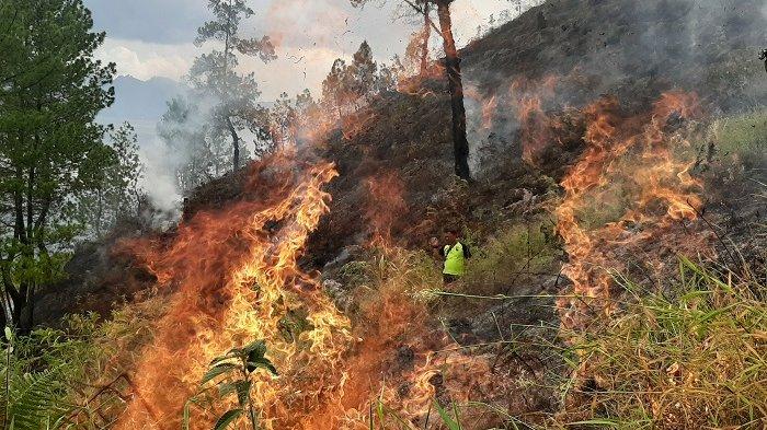 Detail Gambar Kebakaran Hutan Di Aceh 2017 Nomer 20