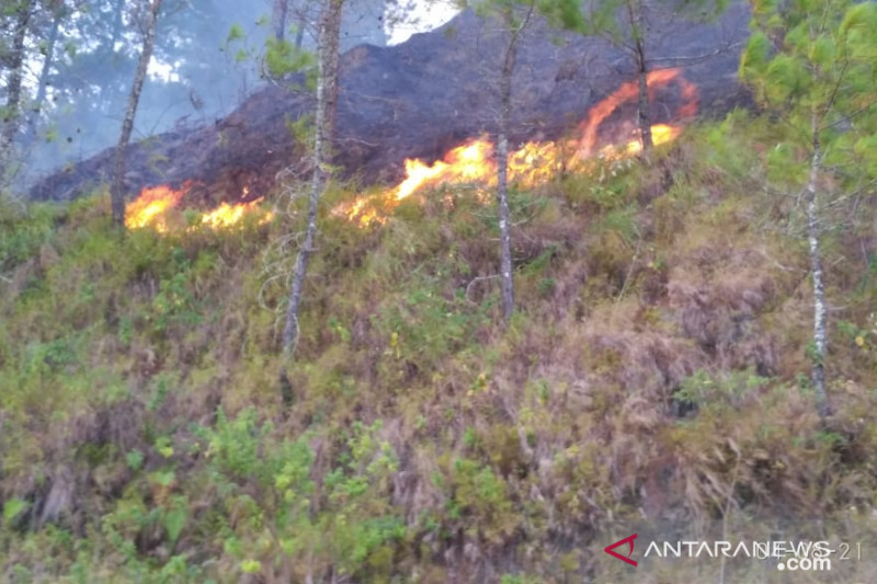 Detail Gambar Kebakaran Hutan Di Aceh 2017 Nomer 25