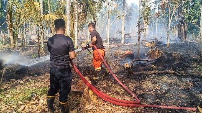 Detail Gambar Kebakaran Hutan Di Aceh 2017 Nomer 35