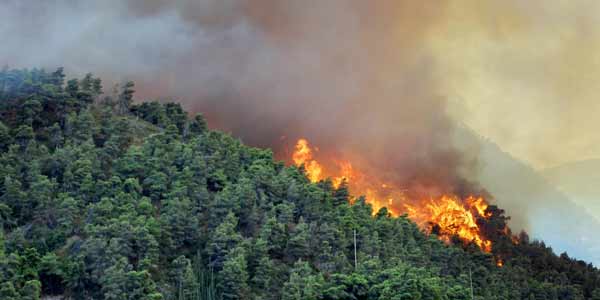 Detail Gambar Kebakaran Hutan Di Aceh 2017 Nomer 41