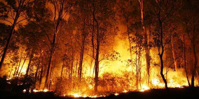 Detail Gambar Kebakaran Hutan Di Aceh 2017 Nomer 54