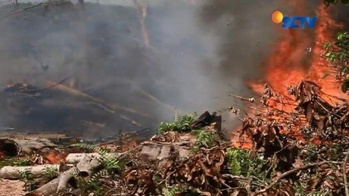 Detail Gambar Kebakaran Hutan Di Aceh 2017 Nomer 55