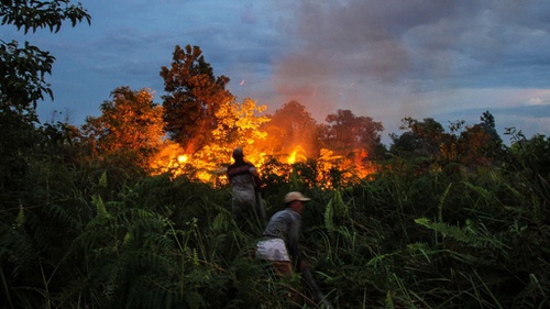 Detail Gambar Kebakaran Hutan Di Aceh 2017 Nomer 8