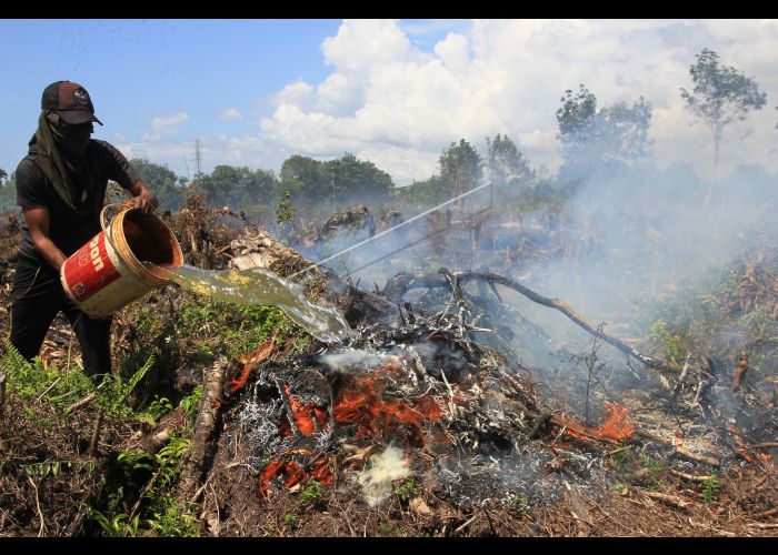 Detail Gambar Kebakaran Hutan Di Aceh Nomer 41