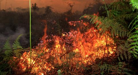 Detail Gambar Kebakaran Hutan Di Aceh Nomer 47