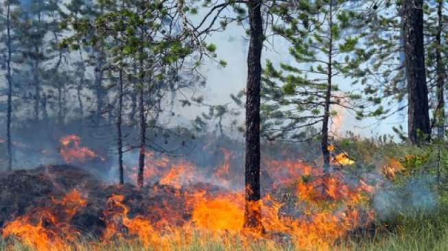 Detail Gambar Kebakaran Hutan Di Aceh Nomer 7