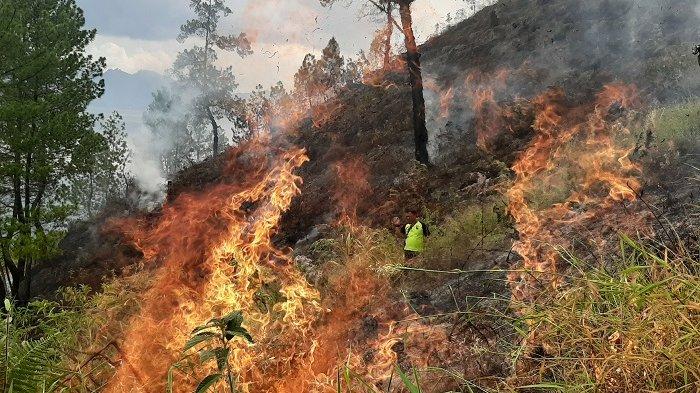 Detail Gambar Kebakaran Hutan Di Aceh Nomer 8