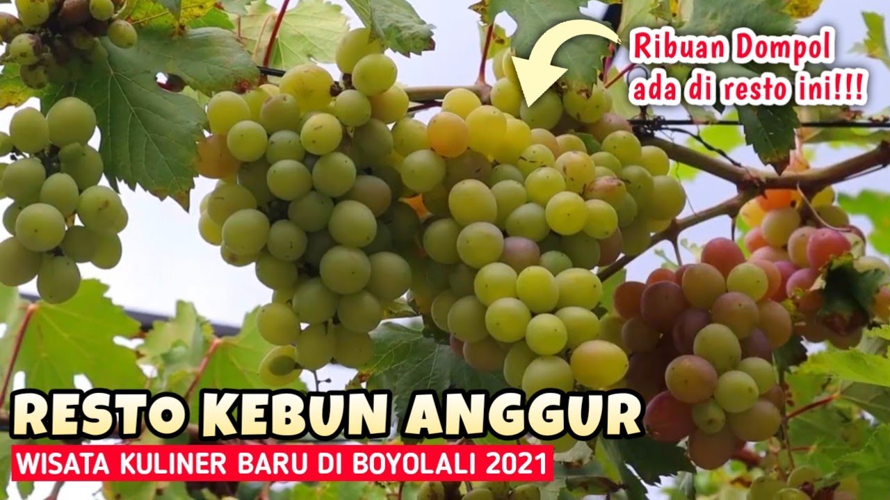 Detail Gambar Kebun Anggur Nomer 49