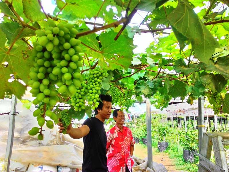 Detail Gambar Kebun Anggur Di Indonesia Nomer 10