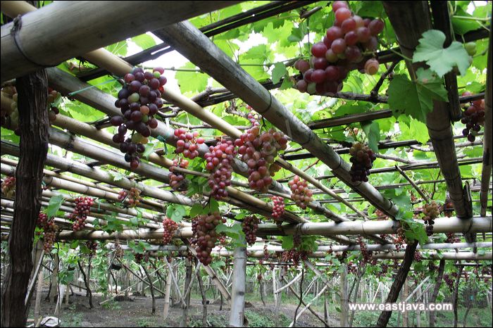 Detail Gambar Kebun Anggur Di Indonesia Nomer 11