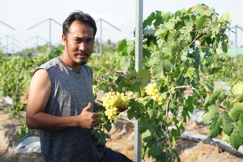 Detail Gambar Kebun Anggur Di Indonesia Nomer 22