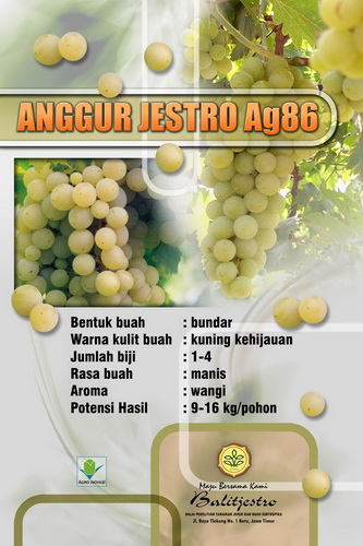 Detail Gambar Kebun Anggur Di Indonesia Nomer 31