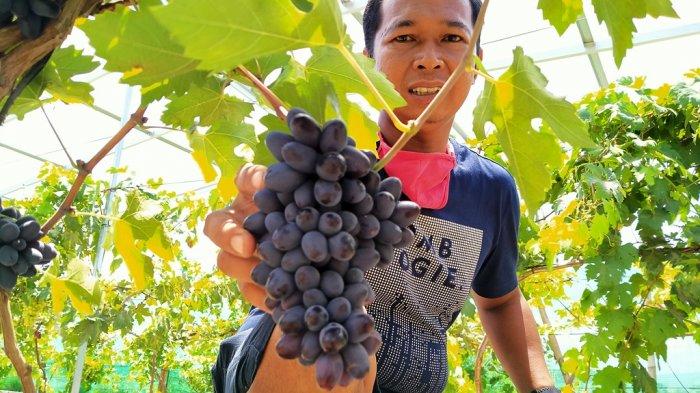 Detail Gambar Kebun Anggur Di Indonesia Nomer 35